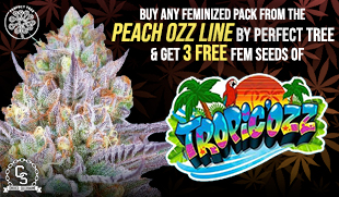 Perfect Tree Tropicozz