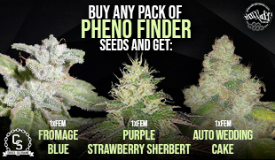 Pheno Finder 3 strains