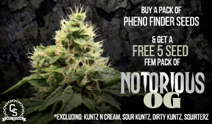 Pheno Finder Notorious OG