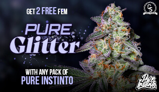 Pure Instinto - Pure Glitter