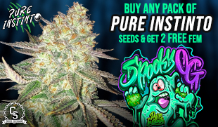 Pure Instinto Spooky OG