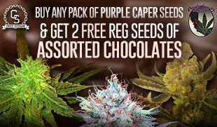 Purple Caper Assorted Chocolates Promo