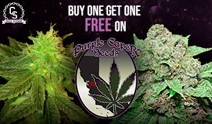 Purple Caper BOGOF