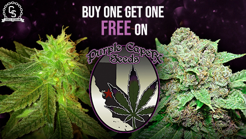 Purple Caper BOGOF