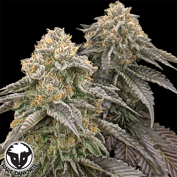 Rare Dankness Seeds Commerce City Kush