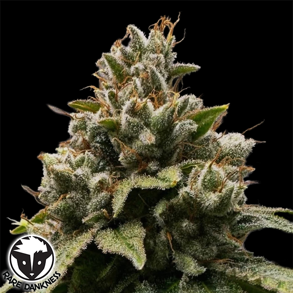 Rare Dankness Seeds Trip Sauce