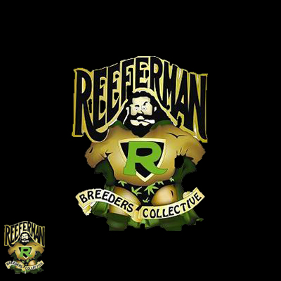 Reeferman Seeds Accidental Haze