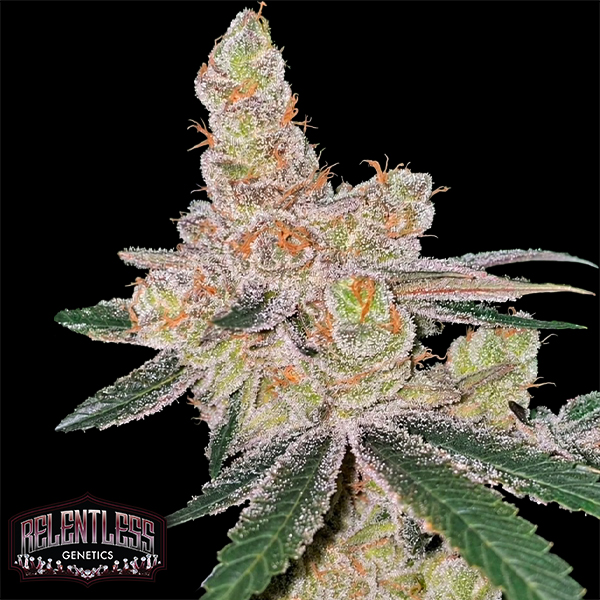 Relentless Genetics Amaretto Banana