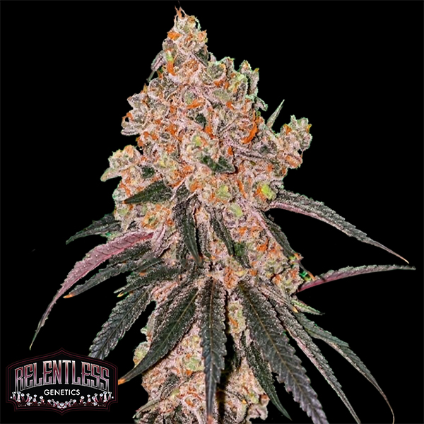 Relentless Genetics Honey Fritters