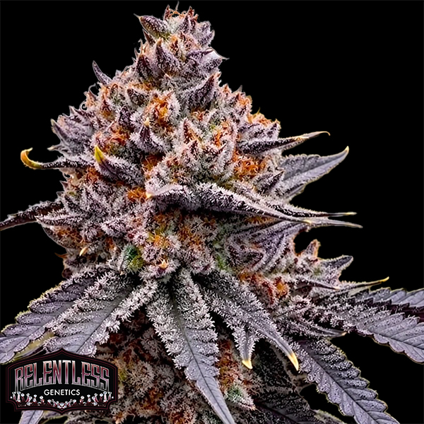 Relentless Genetics TropiSkitz