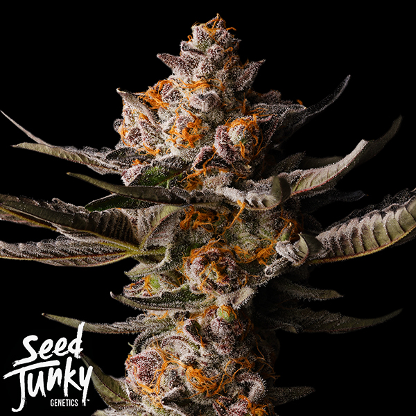 Seed Junky Apple Straws