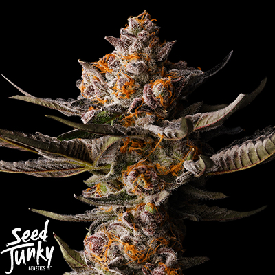 Seed Junky Apple Straws