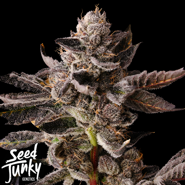 Seed Junky Bubble Gum Burst
