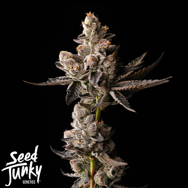 Seed Junky Fruity Bubbles