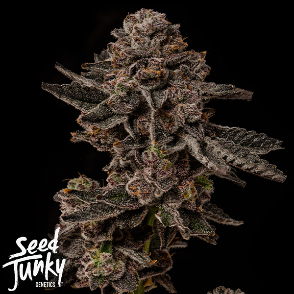 Seed Junky Permanent Marker S1