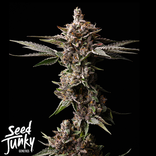Seed Junky Straw Burst
