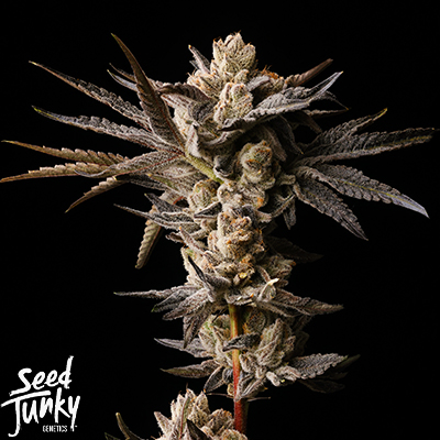 Seed Junky Wild Burst