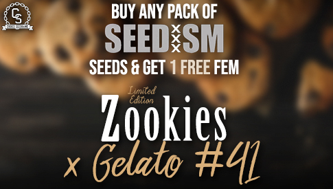 Seedism - Zookies x Gelato #41