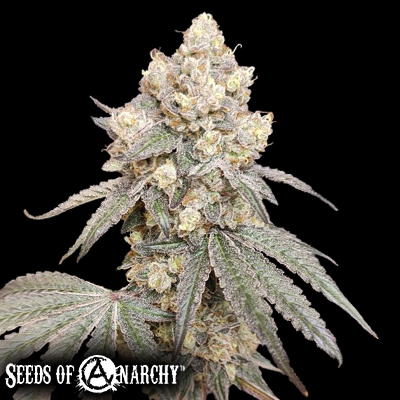 Seeds of Anarchy Bullshit