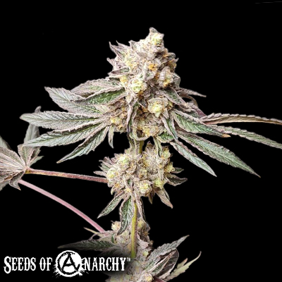 Seeds of Anarchy Slurpicle