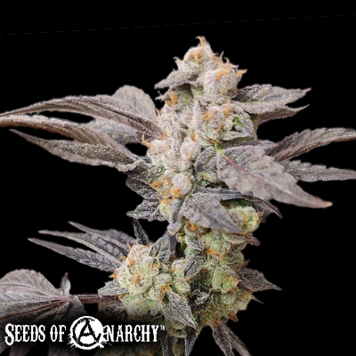 Seeds of Anarchy Spritzade