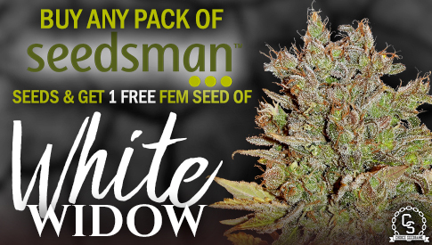 Seedsman Seeds White Widow