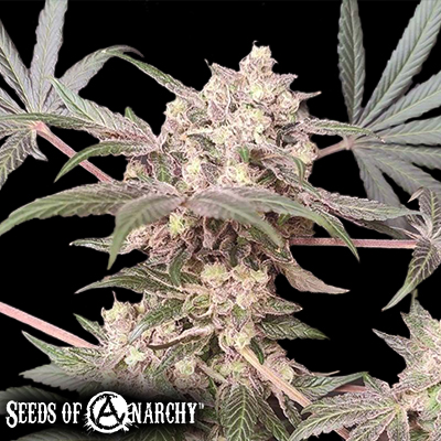 Seeds of Anarchy Cabin Fever
