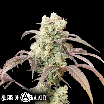 Seeds of Anarchy Gorgon