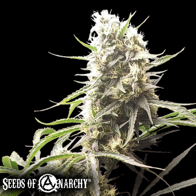 Seeds of Anarchy Gunk