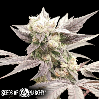 Seeds of Anarchy Naughty Dawg
