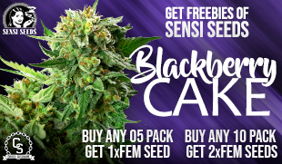 Sensi Seeds Blackberry Cake