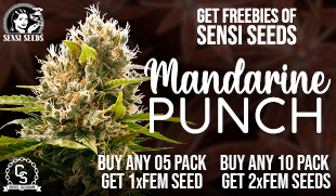 Sensi Seeds Mandarine Punch