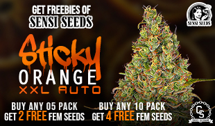 Sensi Seeds Sticky Orange XXL