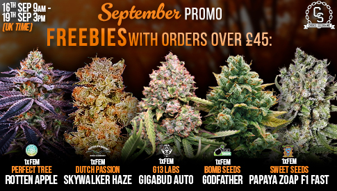September Main Promo