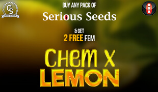 Serious Seeds Chem x Lemon