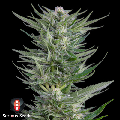 Serious Seeds Fruity Durban