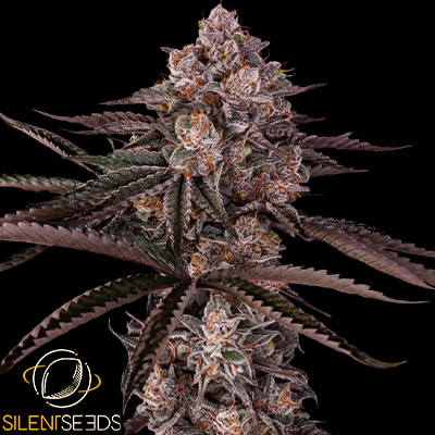 Silent Seeds x Julian Marley Jamaican Sunset
