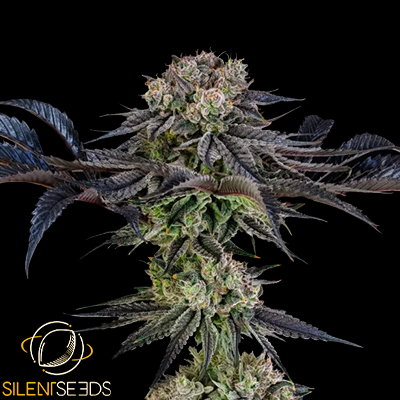 Silent Seeds x Julian Marley Julian Marley Special
