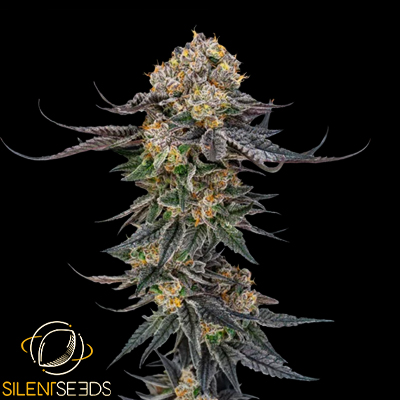 Silent Seeds x Julian Marley King of Kings