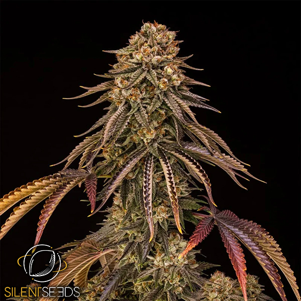 Silent Seeds Tropical Velvet Fast CBD