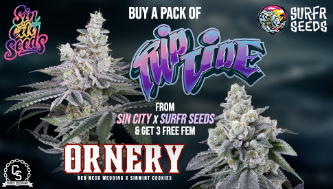 SinCity Seeds - Rep Tide & Ornery