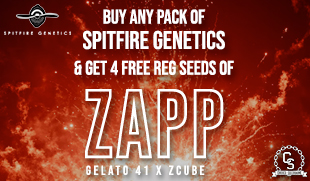 Spitfire Genetics Zapp