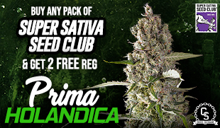 Super Sativa Seed Club Prima Holandica