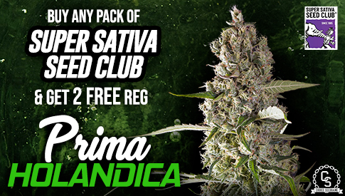 Super Sativa Seed Club Prima Holandica