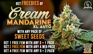 Sweet Seeds Cream Mandarine XL Auto