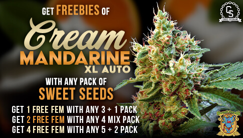 Sweet Seeds Cream Mandarine XL Auto