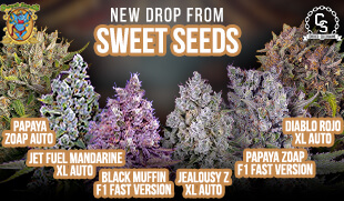 Sweet Seeds New Drop