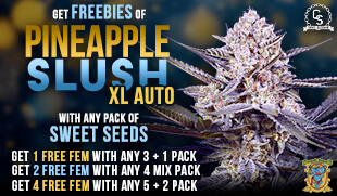 Sweet Seeds Pineapple Slush XL Auto D