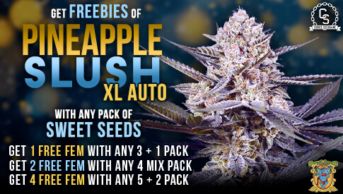 Sweet Seeds Pineapple Slush XL Auto