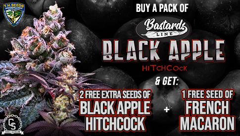 TH Seeds Black Apple Hitchcock + French Macaron